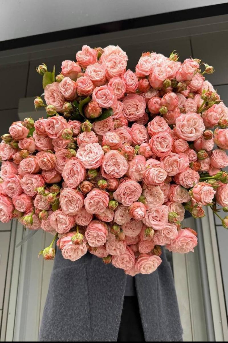 Rožė "Madam Bombastic"