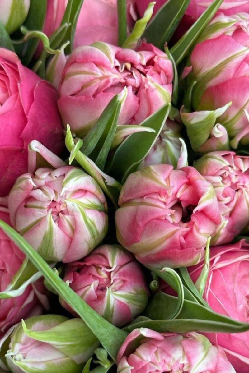 Tulpė "Flash Point"