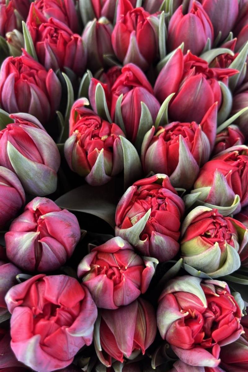 Tulpė "Red Princess"